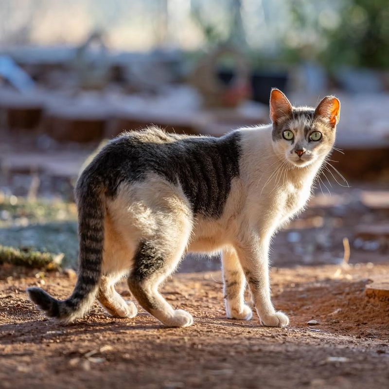 Feral Cat