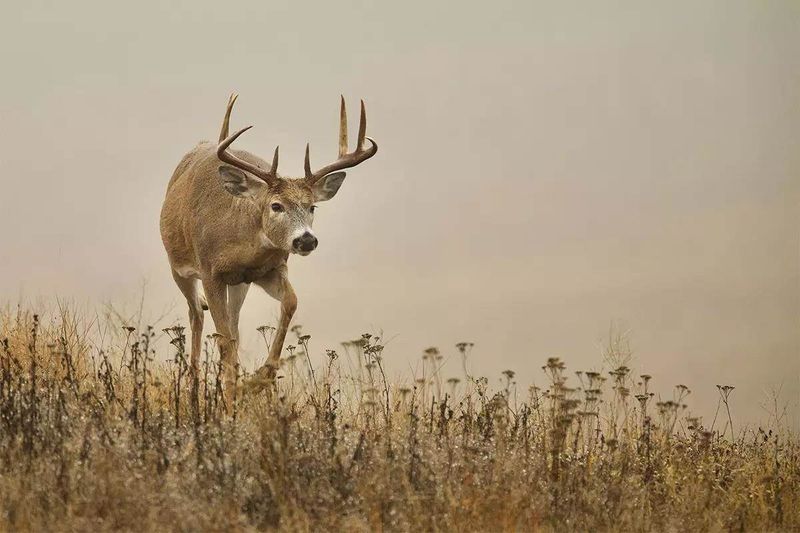 Nebraska - White-tailed Deer