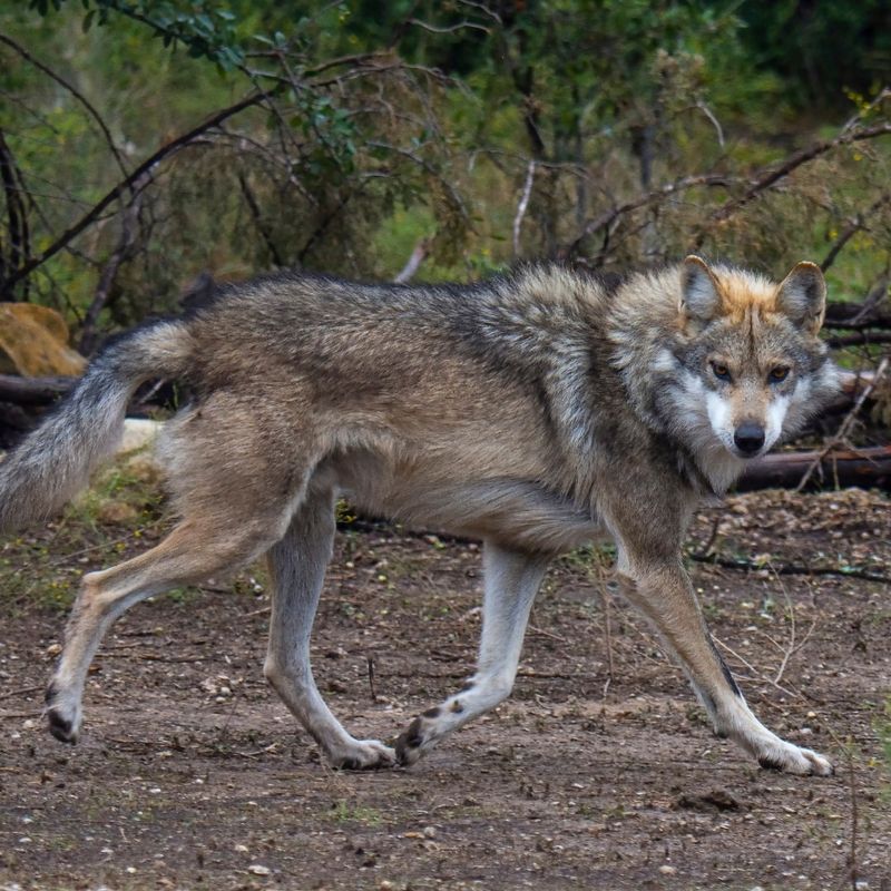 New Mexico: The Land Of The Mexican Gray Wolf