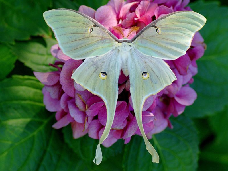 Moon Moth