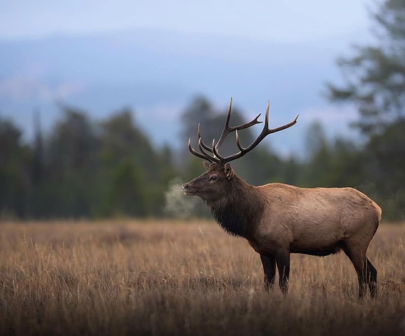 Elk