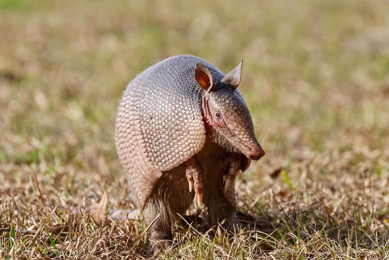 Armadillo