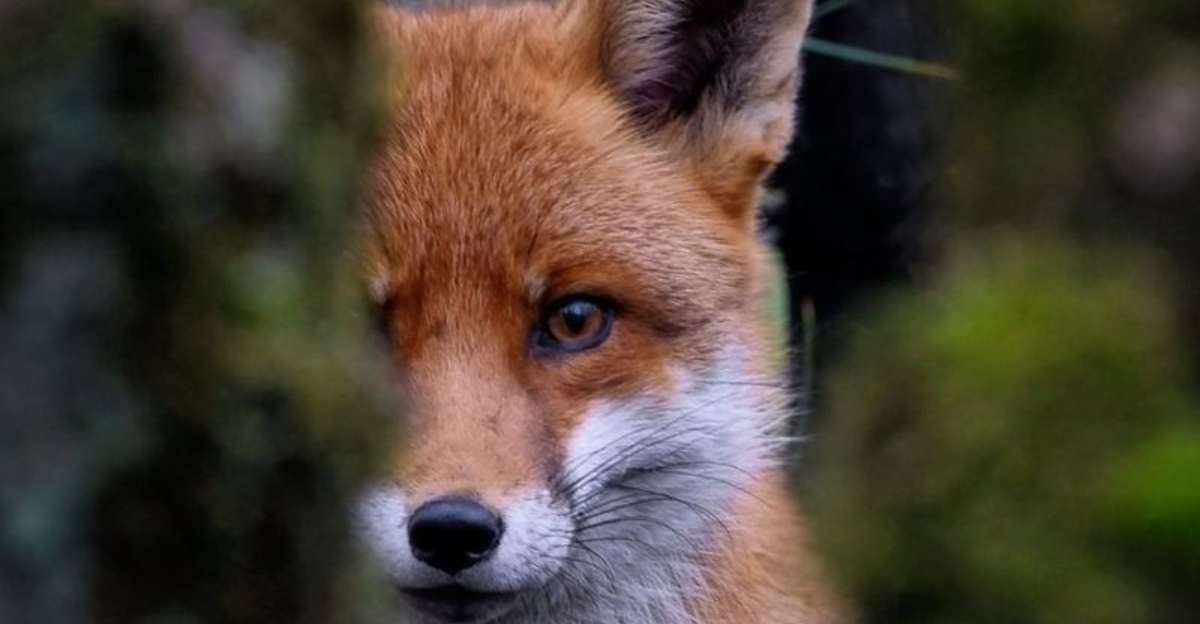 More Dangerous Than You Think: 17 Ways Foxes Live Up To Their Cunning Reputation