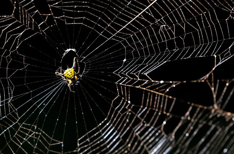 More Info: Spider Silk