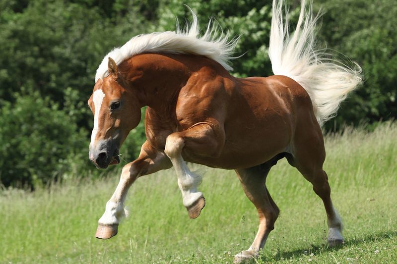 Haflinger