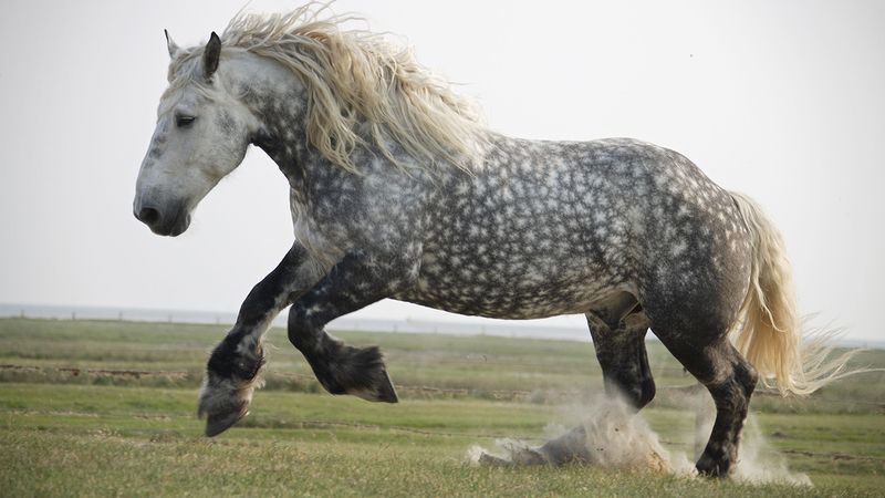 Percheron - The Mighty Draft