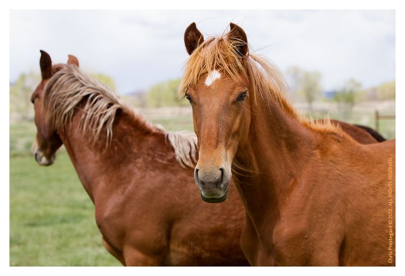 Peruvian Paso