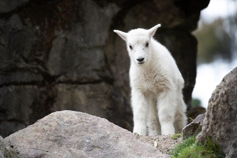 Mountain Goat Kid