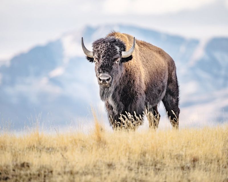 Bison