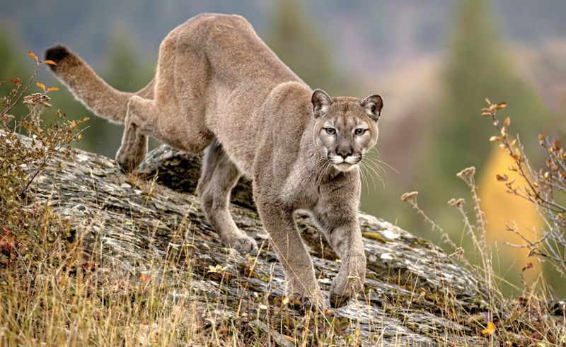 Mountain Lion