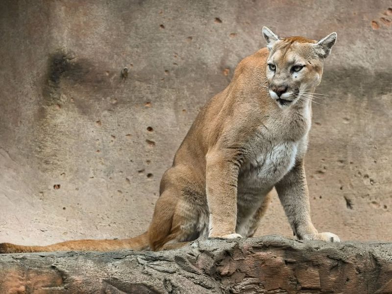 Mountain Lion (Cougar)