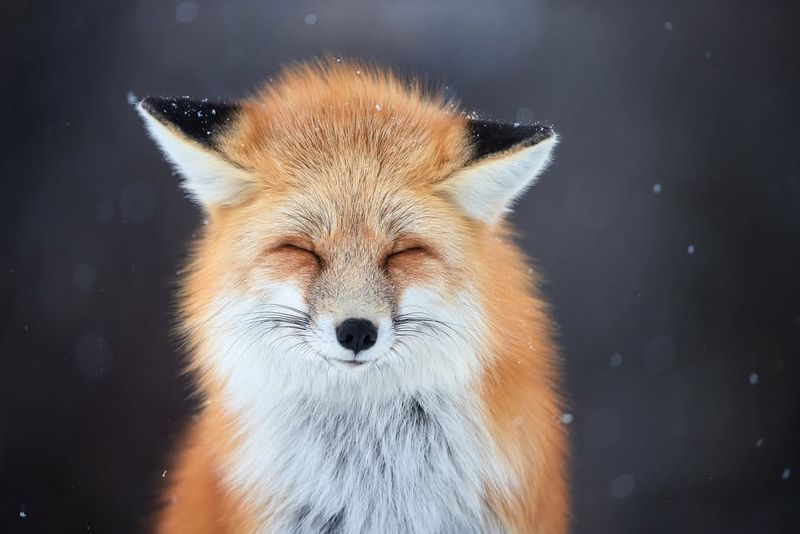 Red Fox