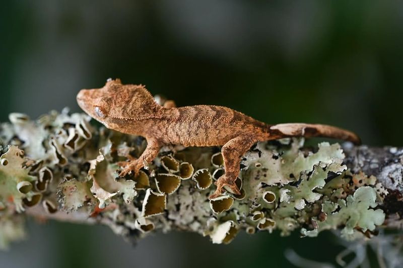 Crested Gecko