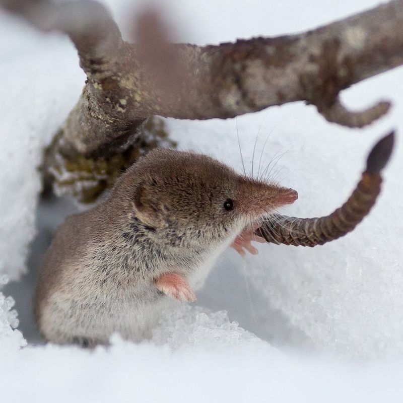 Water Shrew