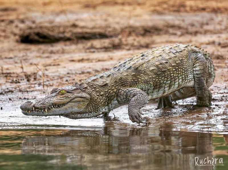 Mugger Crocodile (Crocodylus Palustris)