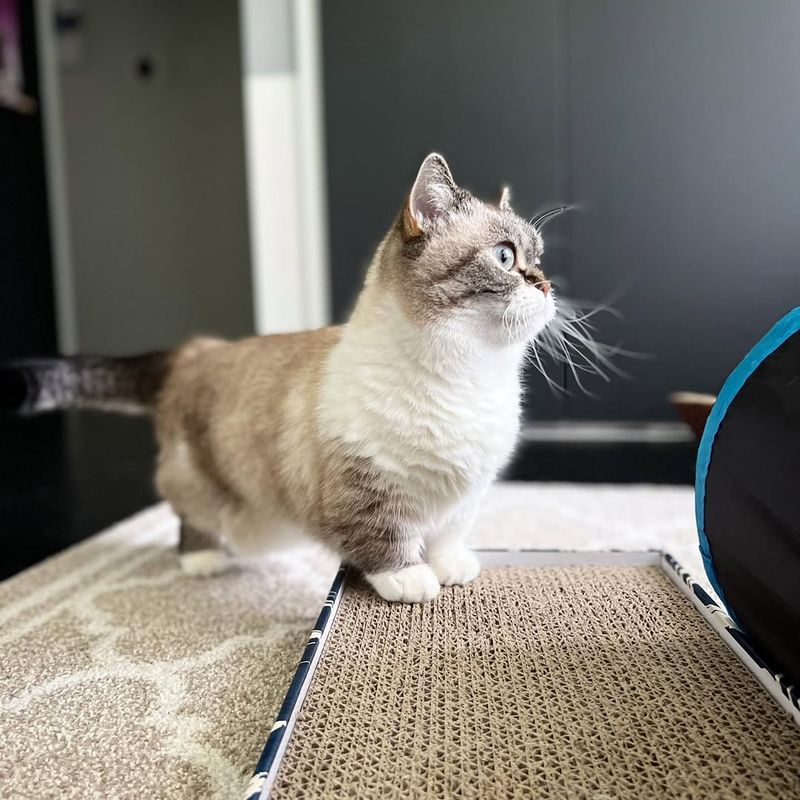 Munchkin Cat: Short Legs, Big Personality