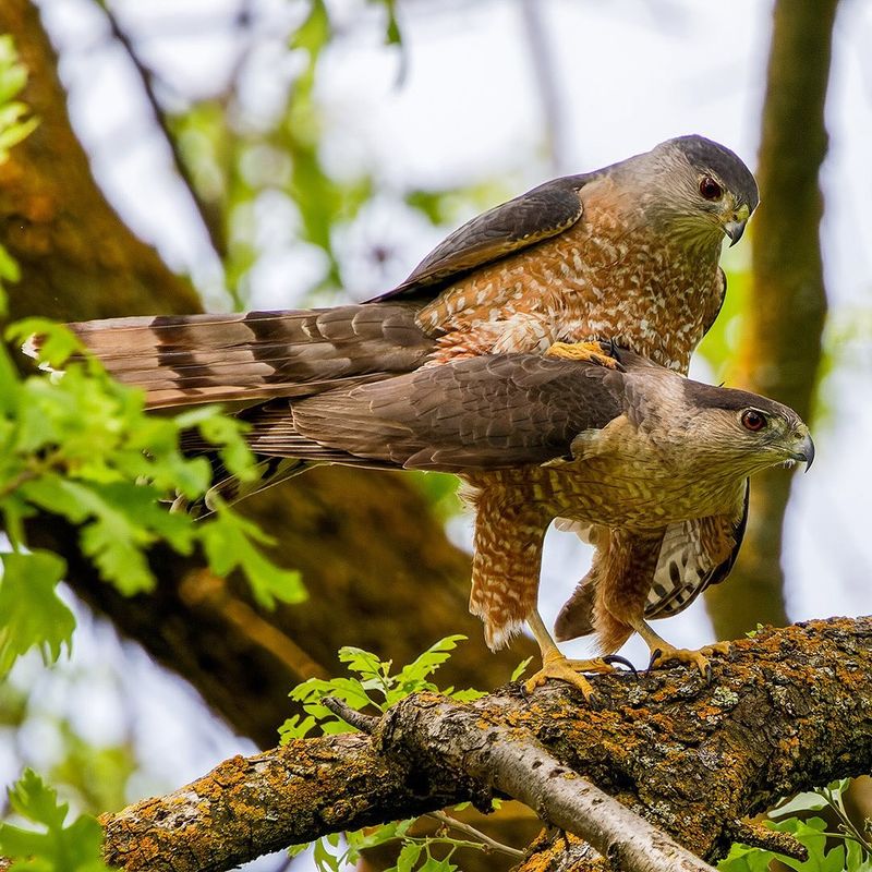 Cooper’s Hawk