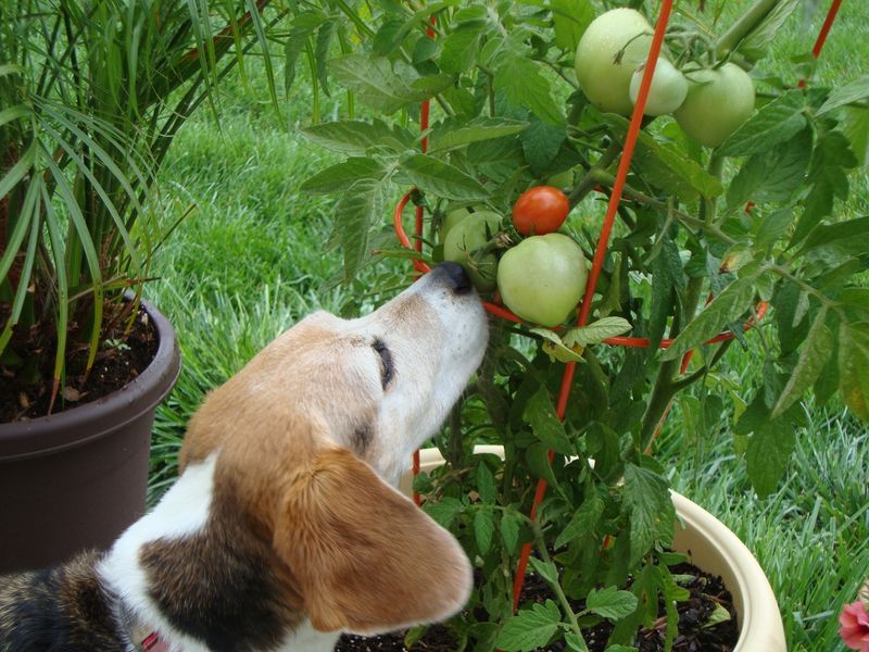 Green Tomatoes