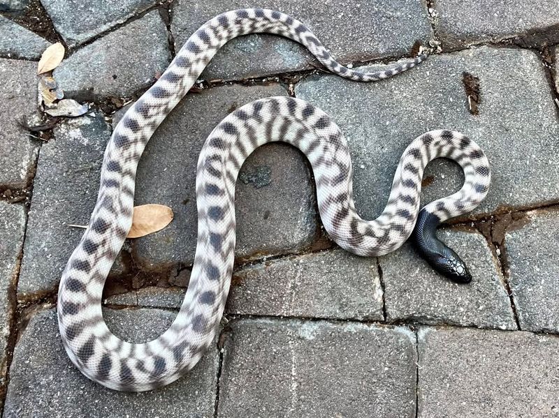 Black-Headed Python