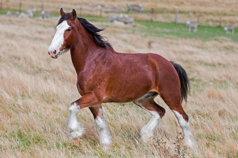 Clydesdale - The Gentle Giant