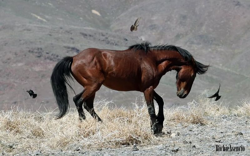 Mustang