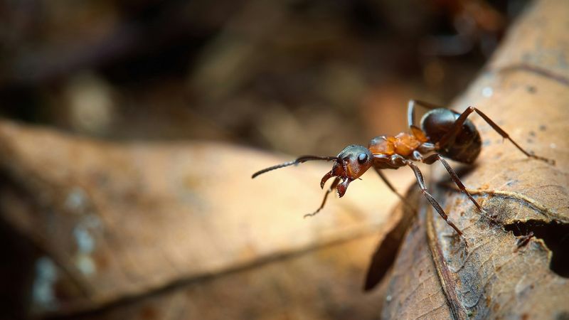 Serving As Prey