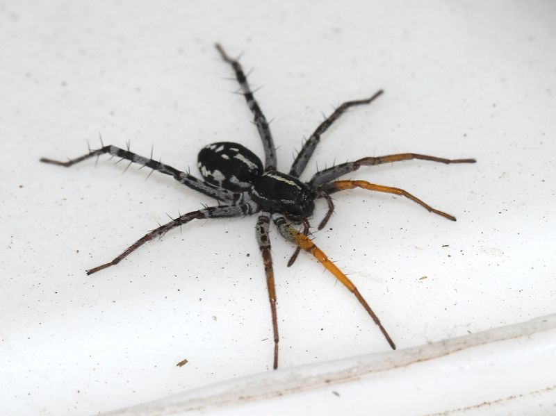 Atkinson’s Lurker Spider – A Mountain Dweller
