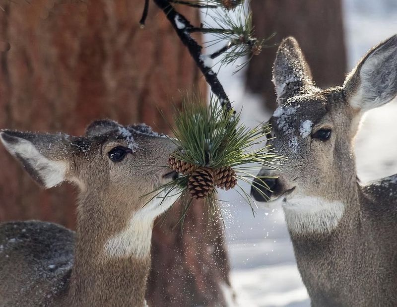 Deer In Native American Culture