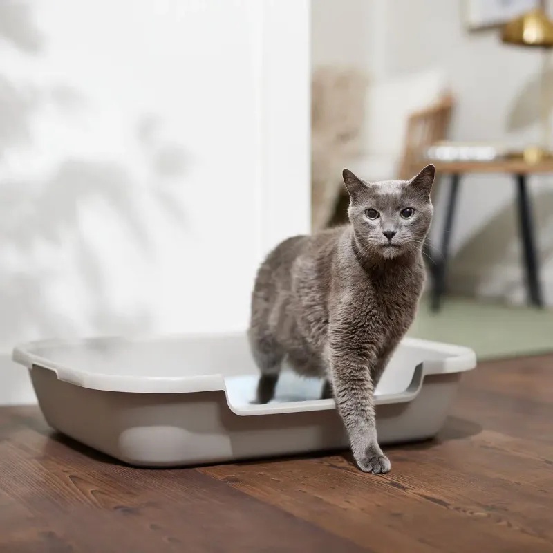 Litter Box With Low Entry