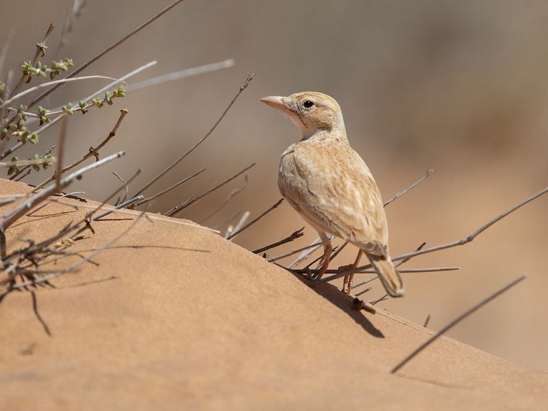 Desert Lark