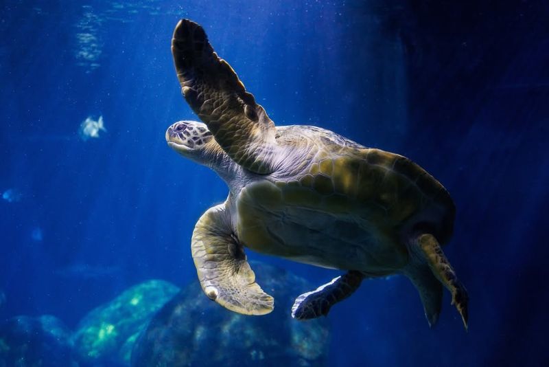 Tennessee Aquarium