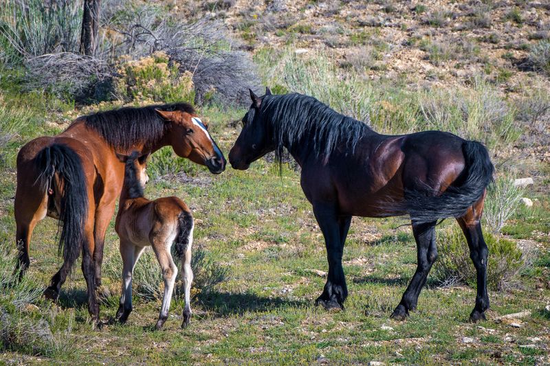 Effective Communication Within Herds