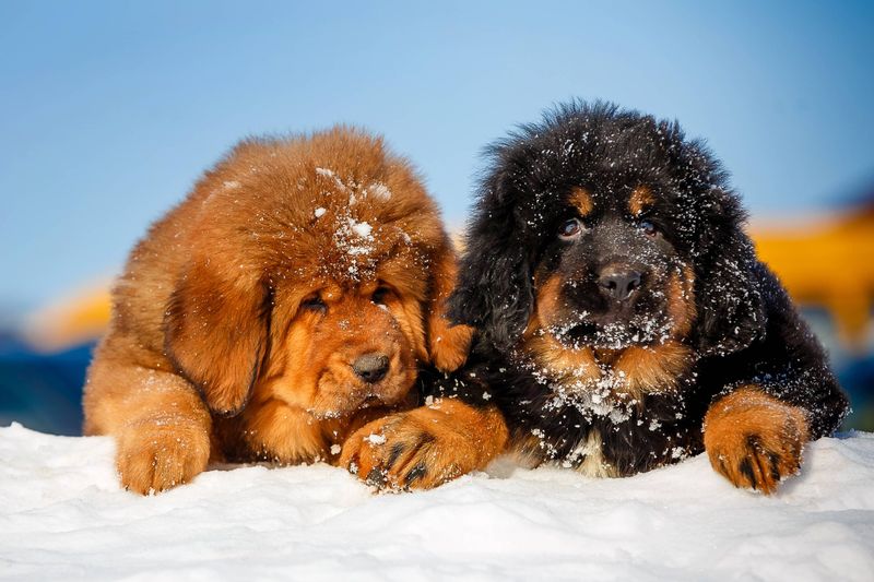 Tibetan Mastiff