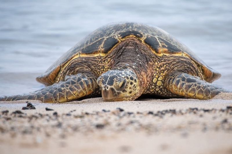 Hawaiian Green Sea Turtle