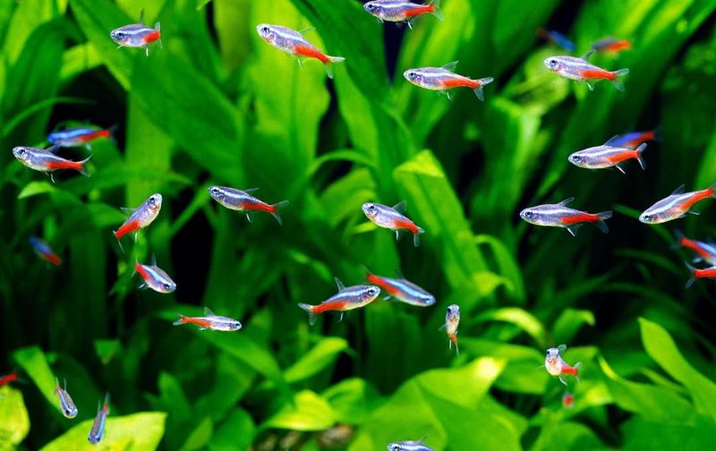 Neon Tetra