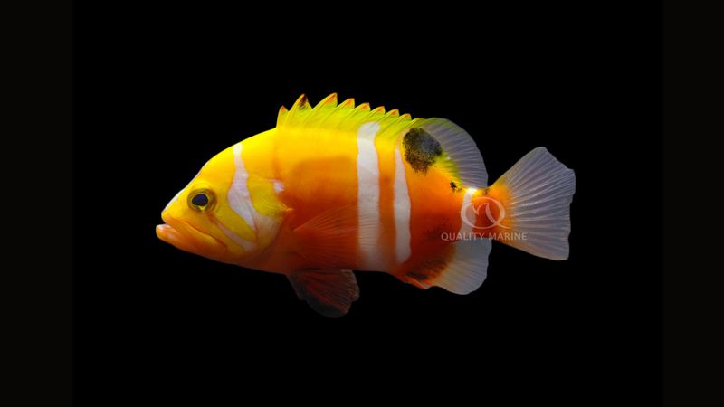 Neptune Grouper