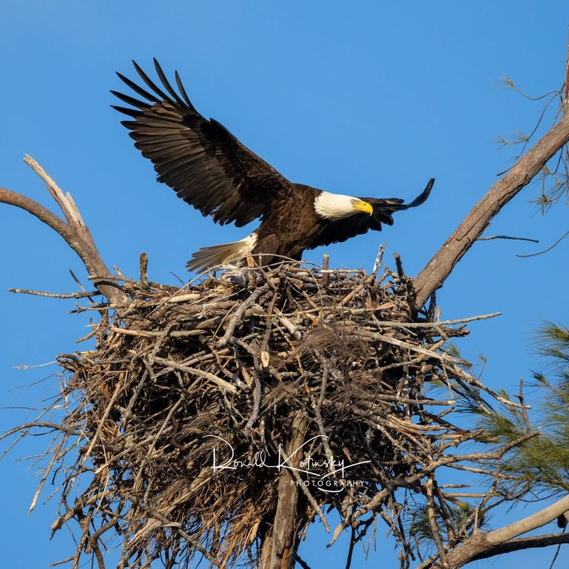 Nesting Materials