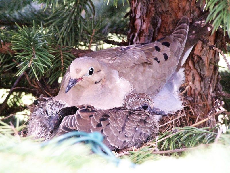 Nesting And Reproduction