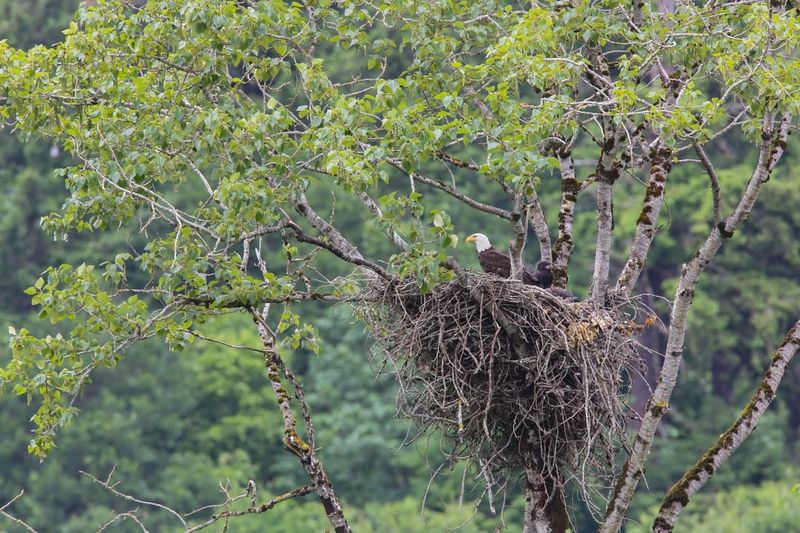 Nest Construction Process