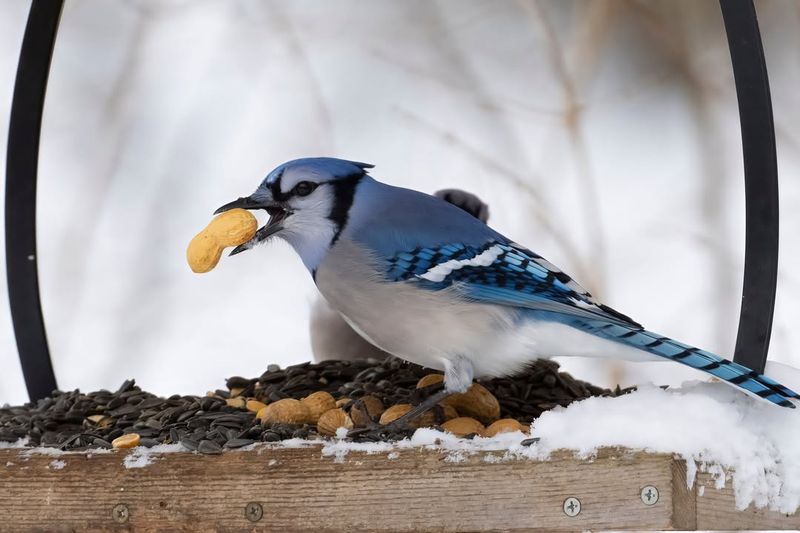 Foods Blue Jays Eat