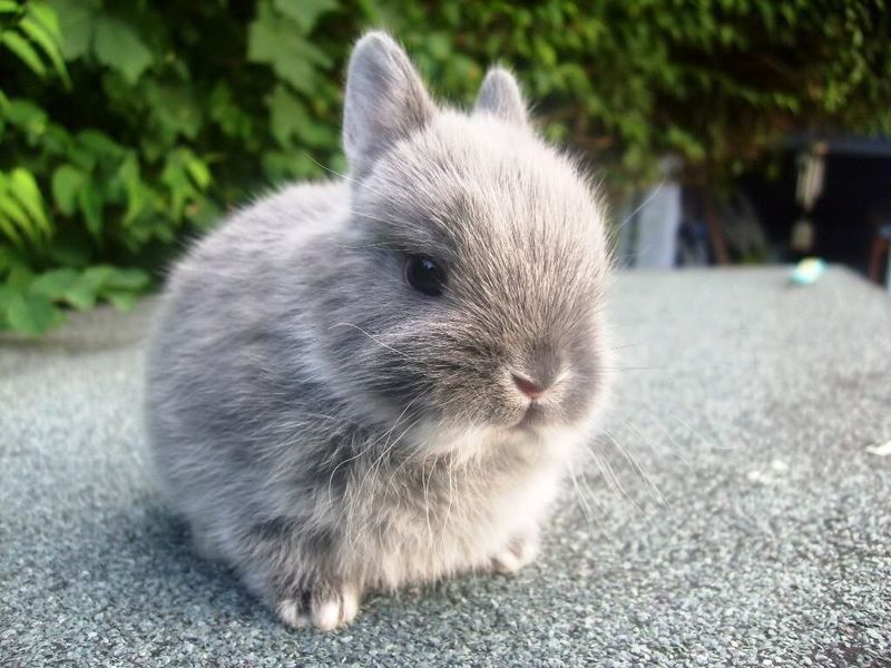 Netherland Dwarf