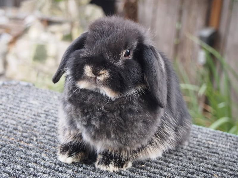 Holland Lop