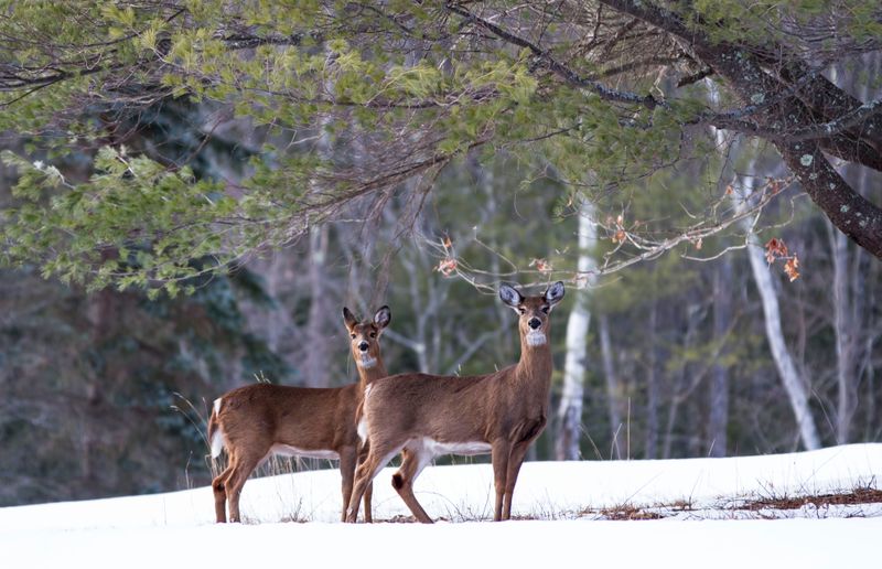 New Hampshire - White-tailed Deer