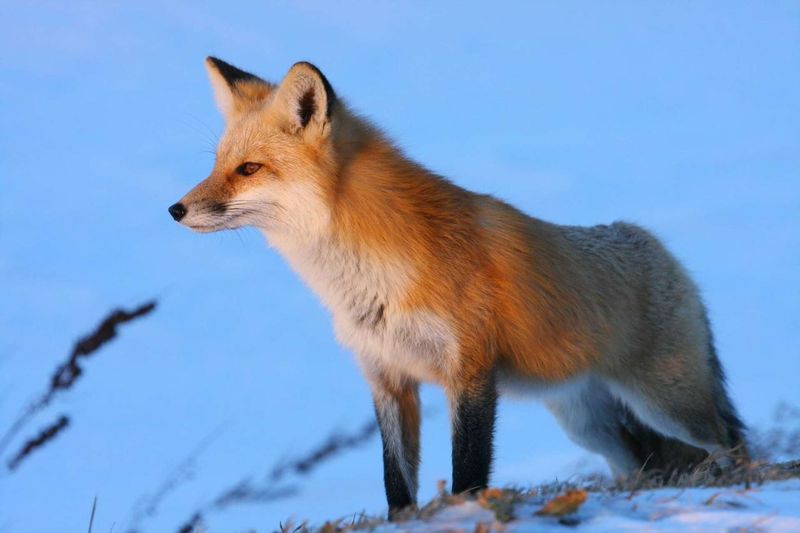 Montana - Red Fox