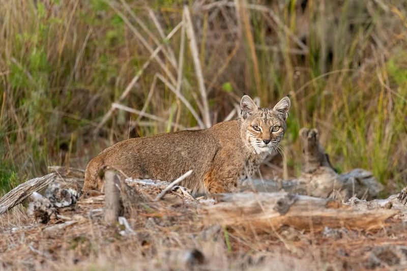 Kansas' Prairie Prowler