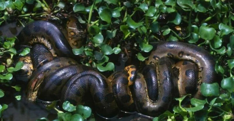 New Anaconda Species Captured In The Amazon