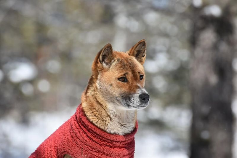New Guinea Singing Dog