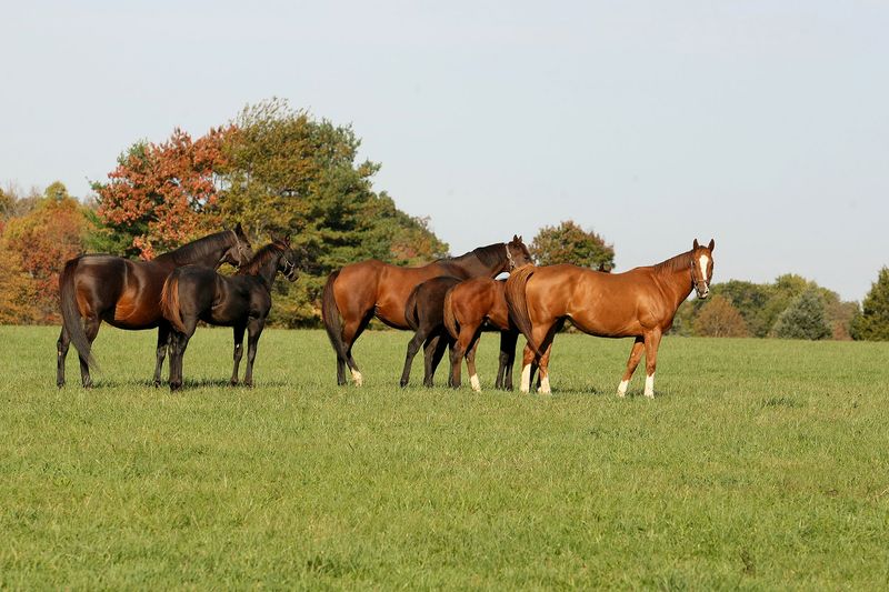 New Jersey - Horse