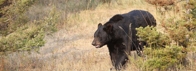 New Mexico - American Black Bear