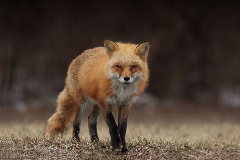 Oregon - Red Fox